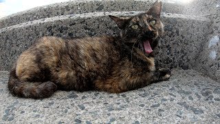 絶対にモフらせてくれないサビ猫
