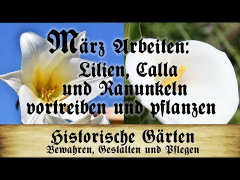 Video: Wann sollte ich meine Calla-Lilienzwiebeln pflanzen?