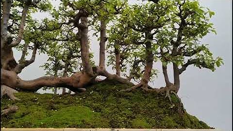 Cụm rừng bonsai quá đẹp #short #lingnanbonsai #cafebonsai