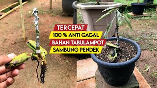 เทคนิคการต่อกิ่งมะม่วงจากเมล็ดไม่ล้มเหลว 100% | ติดผลสั้นและรวดเร็ว