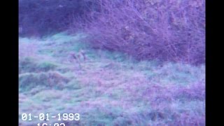 field.avi