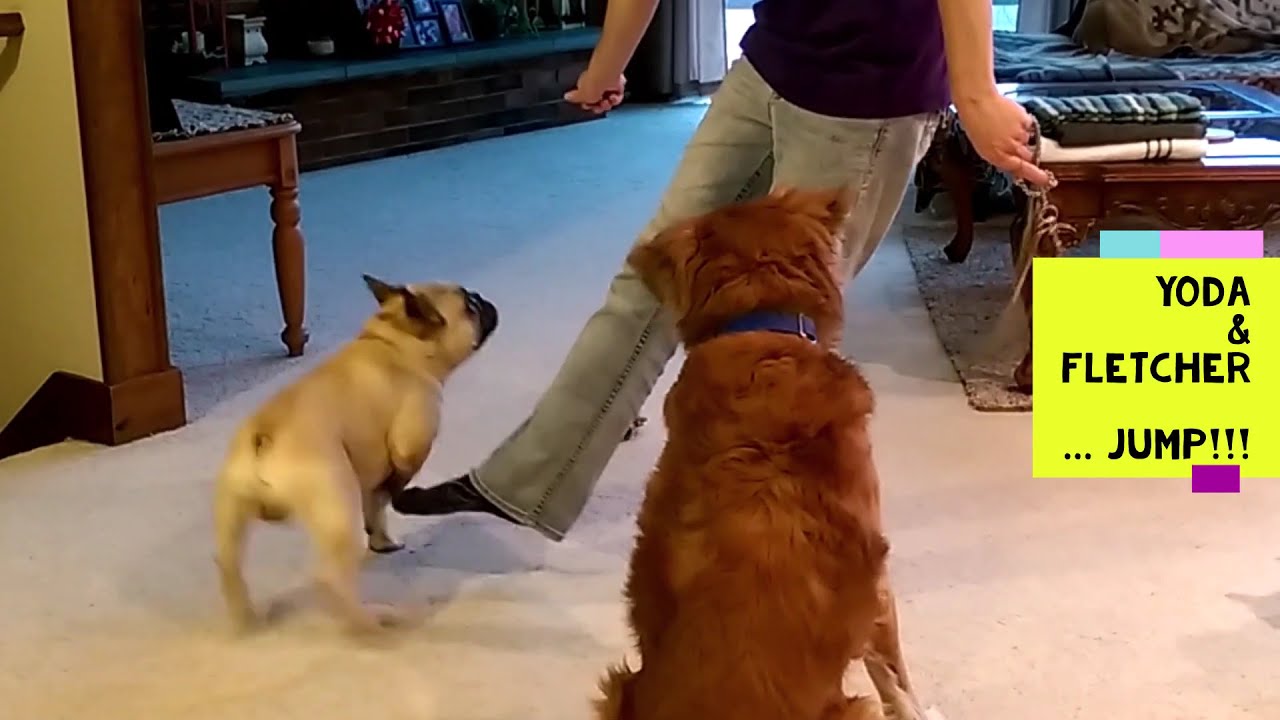 Yoda learns to jump all thanks to Fletcher