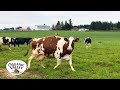 How to spot a happy cow  organic valley