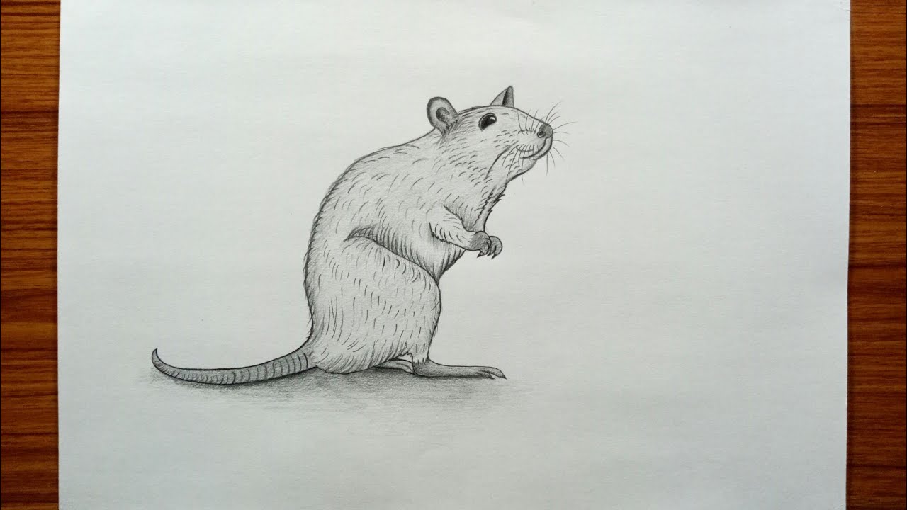 25 Easy Rat Drawing Ideas – How to Draw a Rat (9/2023)