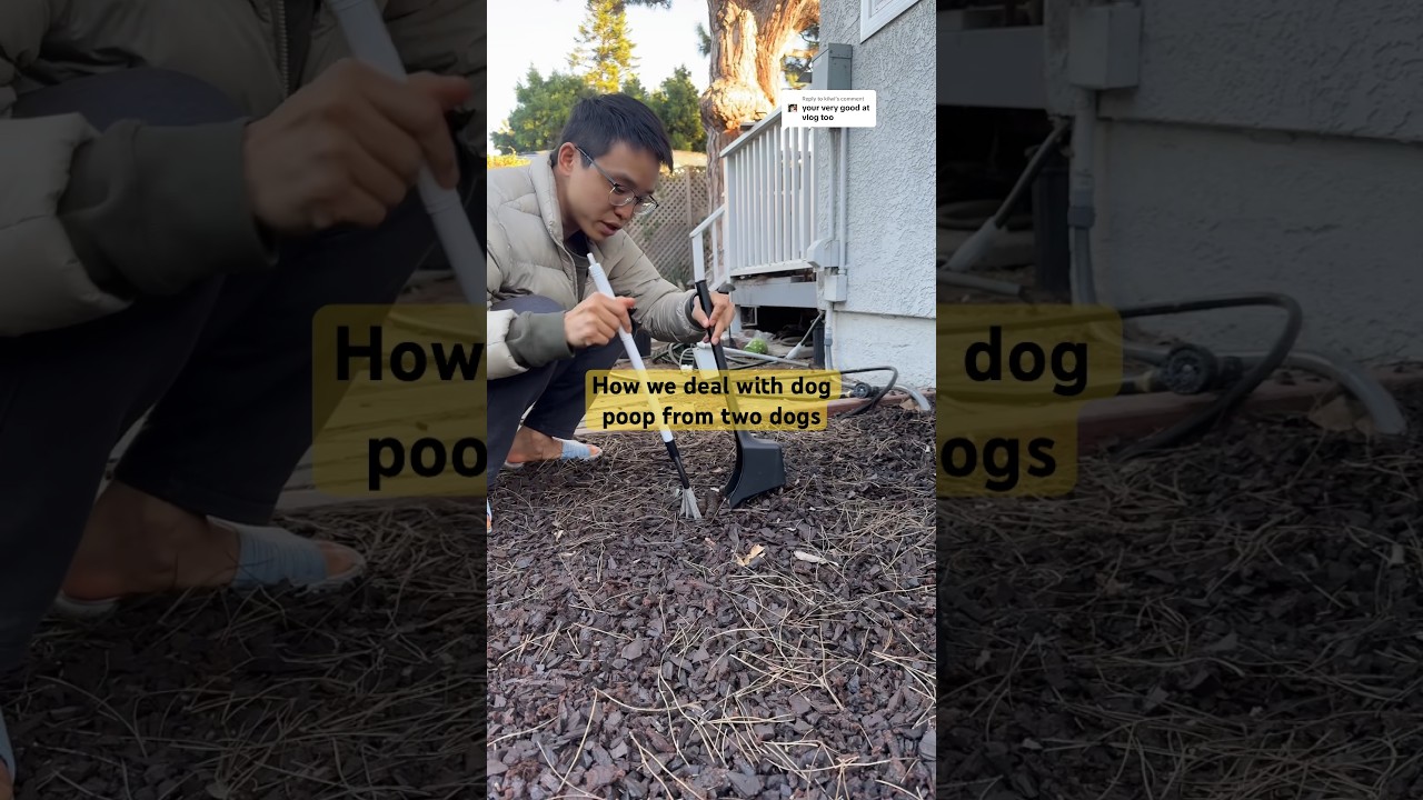 How we deal with dog poop from two dogs YouTube