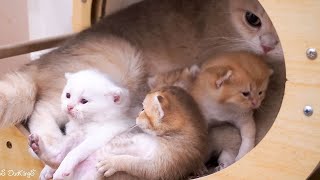 Mother cat moves kittens to the scratching box to explore and then take care of them.