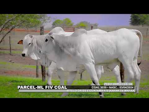 LOTE 158   CGAL 3039,3073