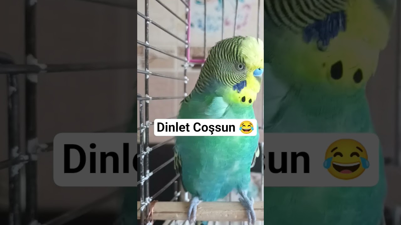 Muhabbet kuşu alıştırma Sesi #muhabbetkuşufıstık #birds #muhabbetkuslari #muhabbetkuşu #parrot