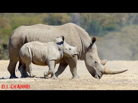 10 ყველაზე საშიში ვეგეტარიანელი ცხოველი