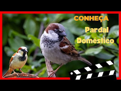 Vídeo: Pardal-doméstico: descrição. Qual é a diferença entre um pardal-doméstico e um pardal-do-campo?