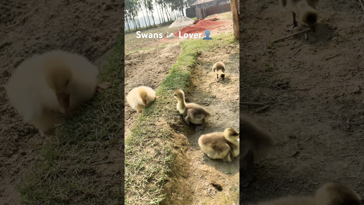 Swans Lover shorts for Foryou and tending 2026 