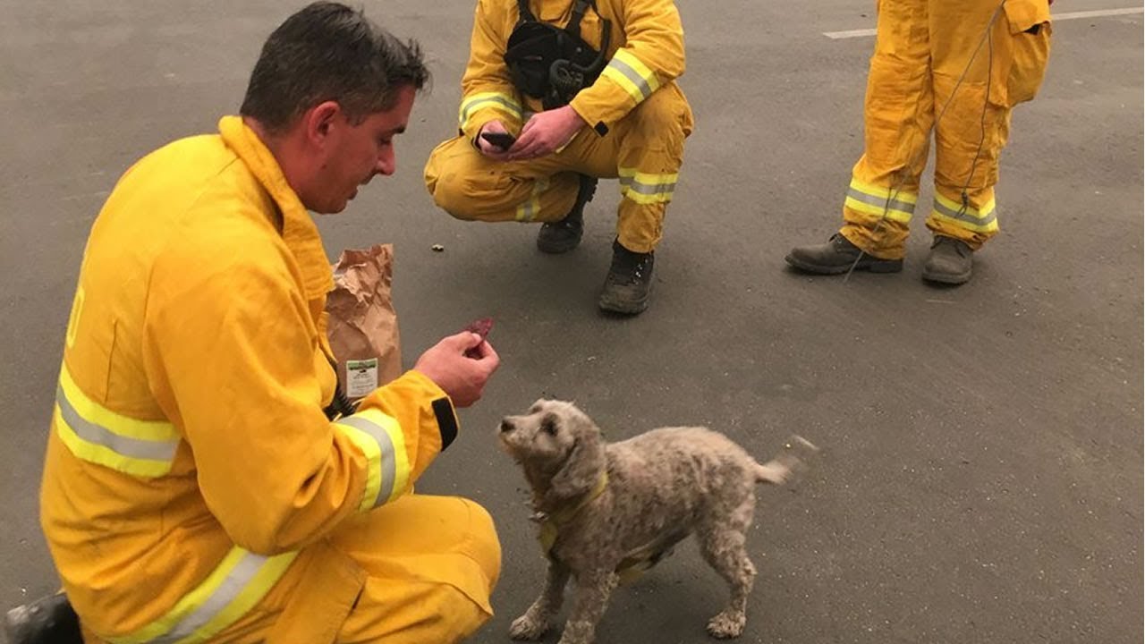 Dog rescued from wildfire in Paradise - YouTube