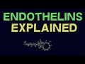 WHAT IS ENDOTHELIN? ENDOTHELIN EXPLAINED