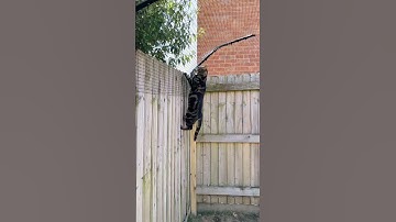 ProtectaPet Cat Fence Barriers keep your cats safe outdoors! 🐾😻🌿 #cats