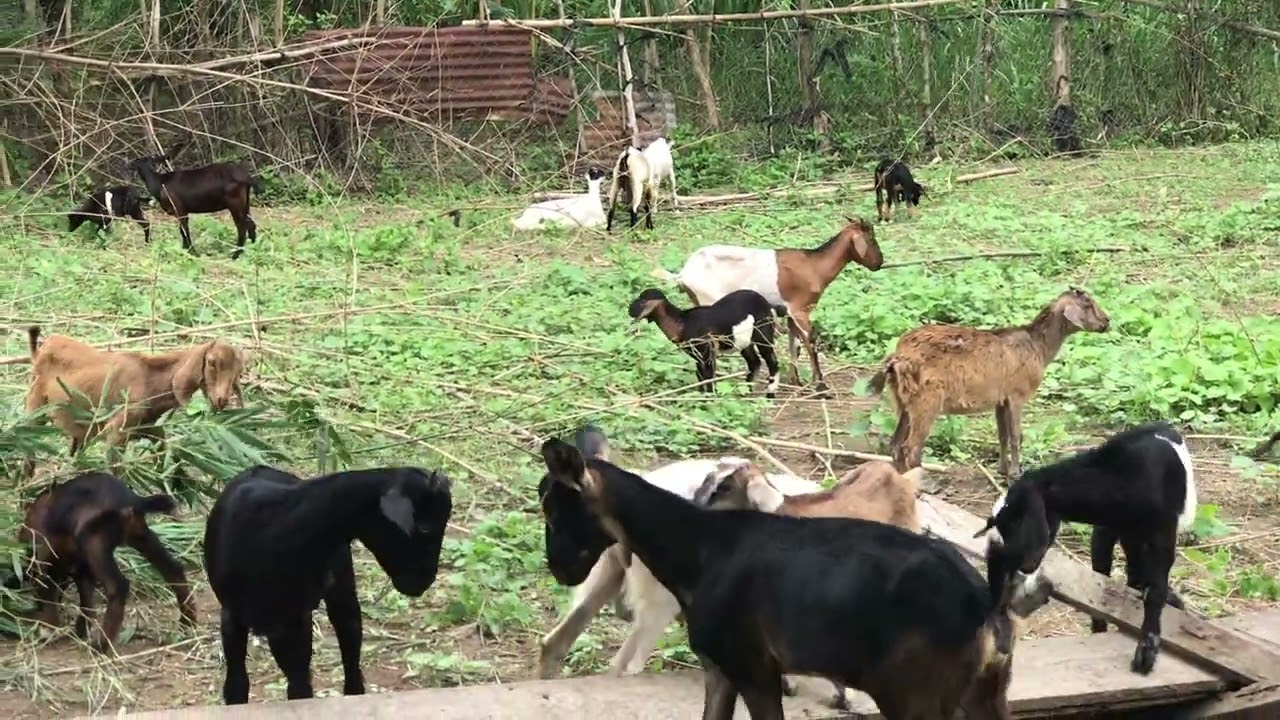 ຄິບນີ້ສຳຫລັບມືໃໝ່ຄວນປູກຫຍ້າໃຫ້ແບ້ກີນ สำหลับมือให่มควนปูกหย้าให้แพะกีน