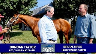 California Chrome At Taylor Made Farm