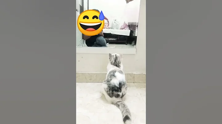 Watch the video about Cat cute and happiness video 🤓 #cute #comedy #shorts #shortvideo #song #viral #trendingshorts #short