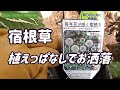 【ガーデニング】宿根草植えっぱなしでお洒落！