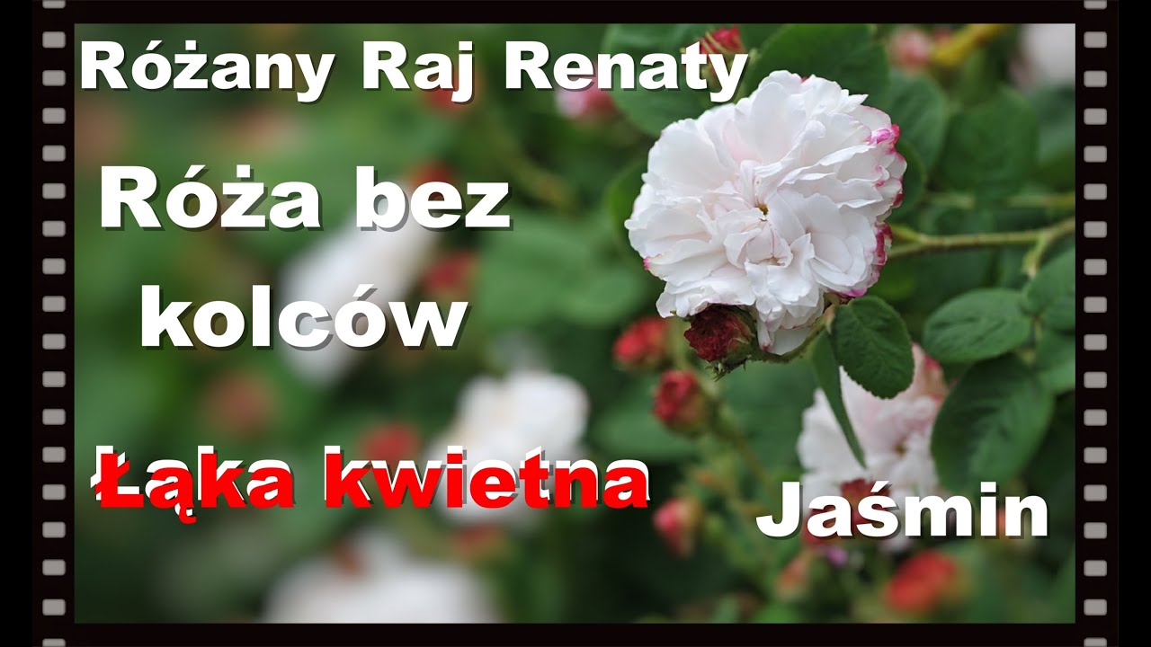 Różane zapachy, łąka kwietna, jaśminowe potwory i dąb błotny.