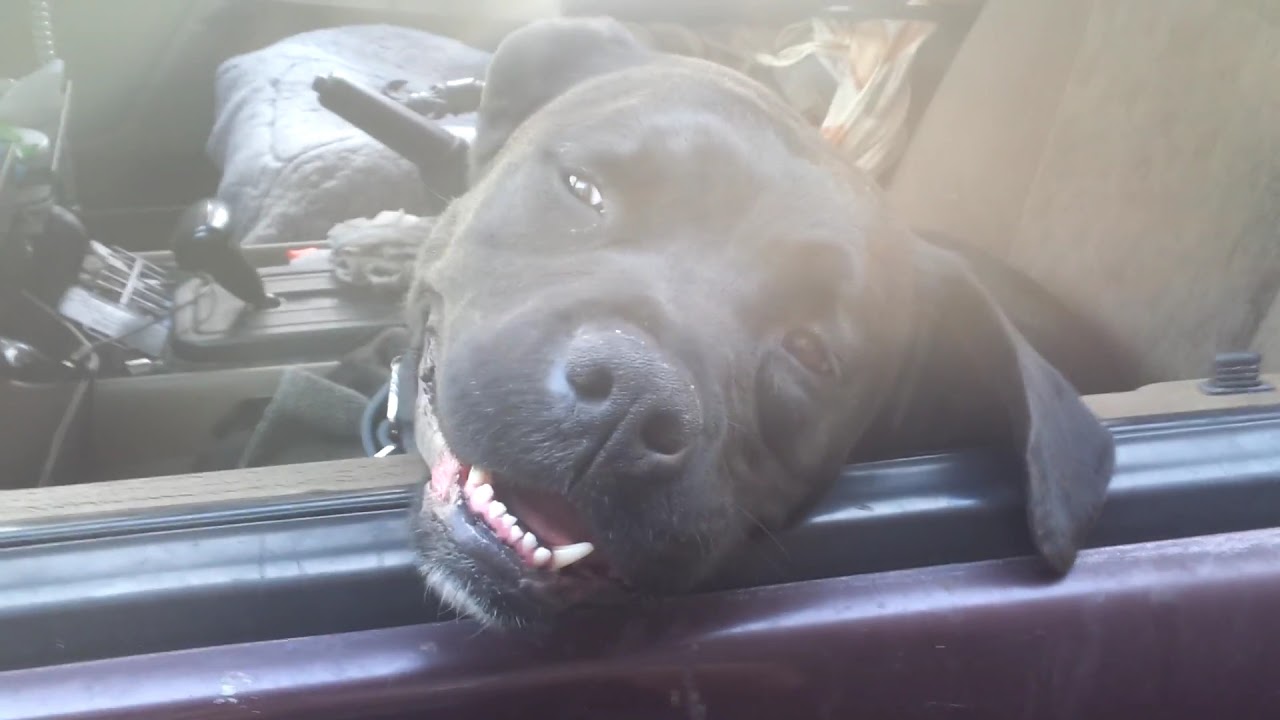 "Buddy"...the worlds worst guard dog ever!! YouTube