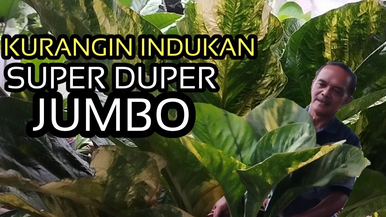 PROMO MENJELANG PEMILU,,,KELUARIN YANG JUMBO-JUMBO UNTUK ANTHURIUM JEMANI,,,