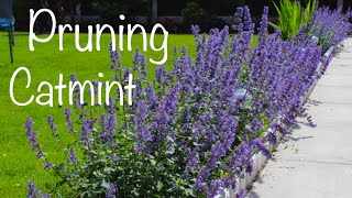 Cutting back Catmint pruning deadheading in summer Nepeta Summer Magic