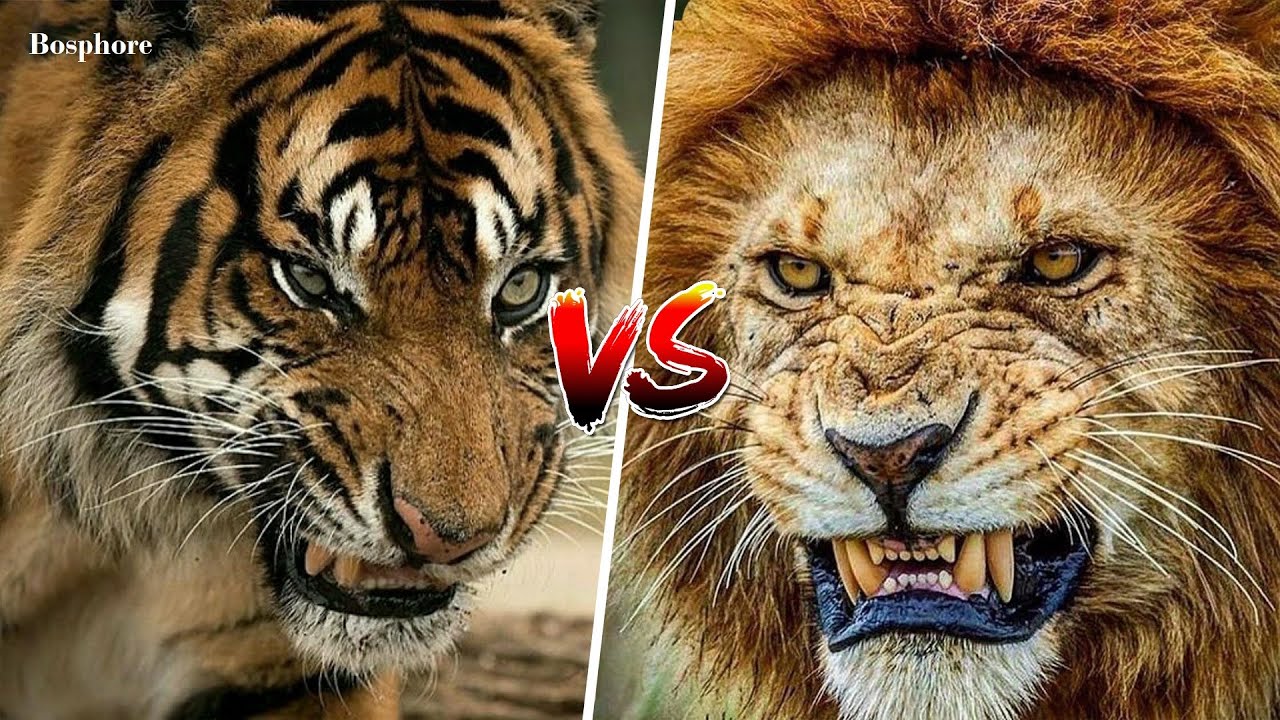 Geschäftsbeschreibung hängen Slot tigre contre lion Korrektur hoffen