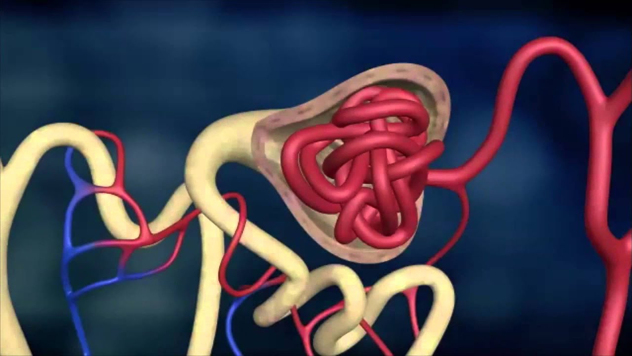 The Human Kidneys - YouTube