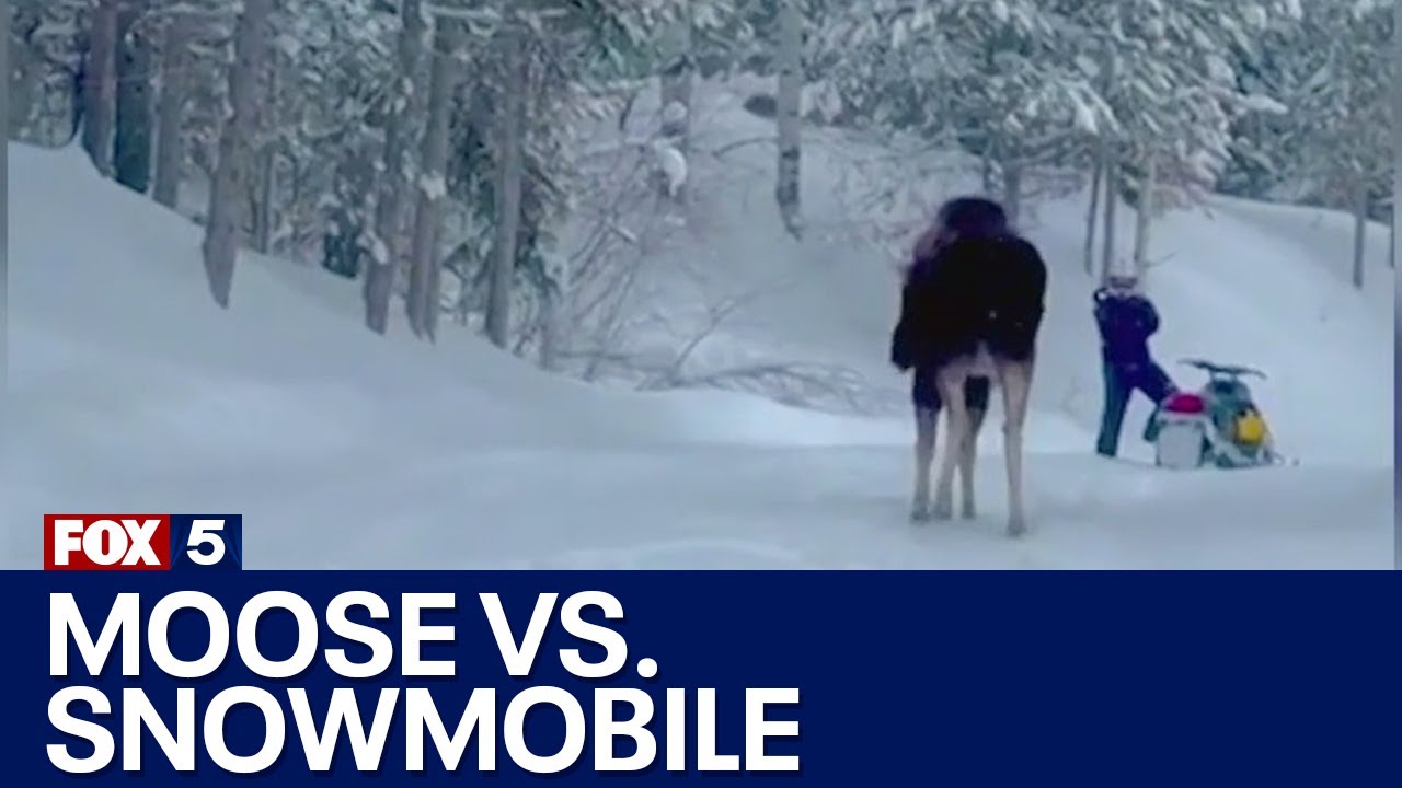 Moose attacks snowmobile