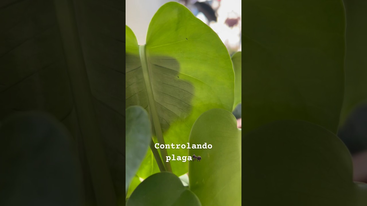 Controlando plaga de trips en mi plantita de Monstera deliciosa #plaga  #trips - YouTube