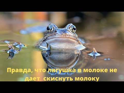 Правда, что лягушка в молоке не даст скиснуть молоку?