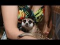 Домашние сурикаты. Взрыв мимимиметра/Pet meerkats