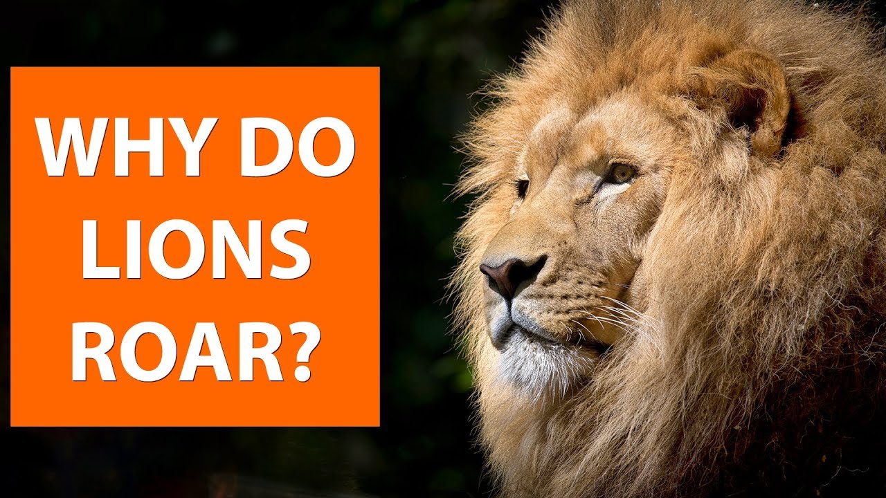 How loud is a lion's roar? And 4 other lion facts, Stories