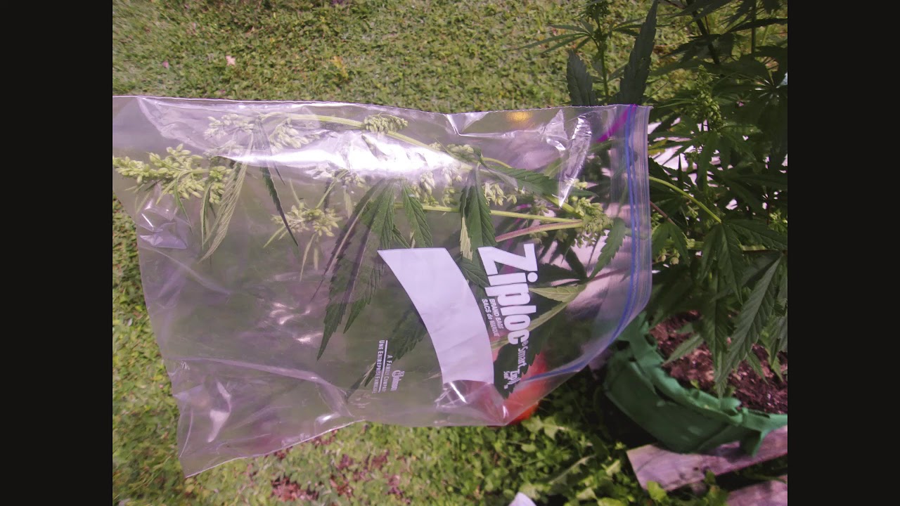 Grand Daddy Purple Auto / DJ Short's Flo fem / Purple Rhino / Black Rhino