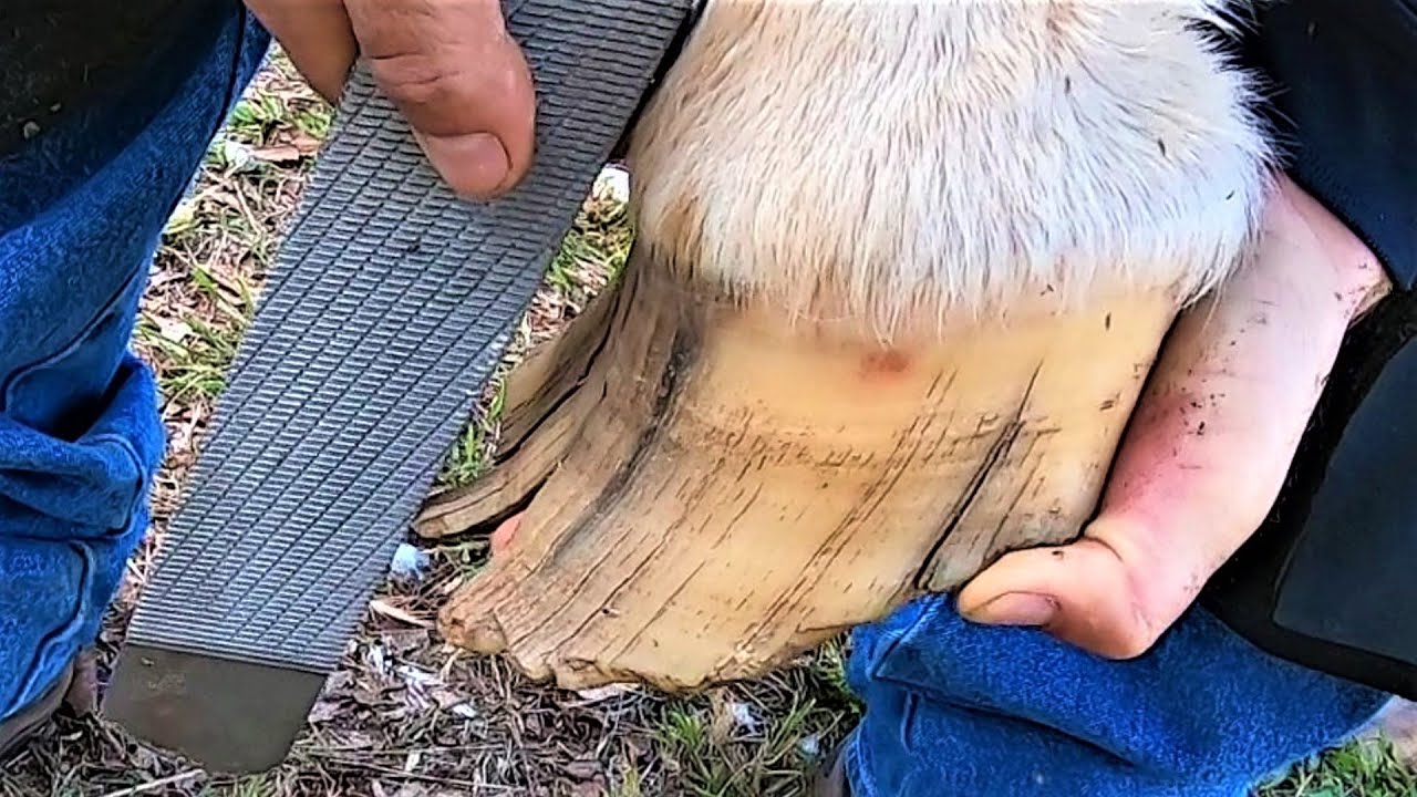 Achinelando  caso Grave ...