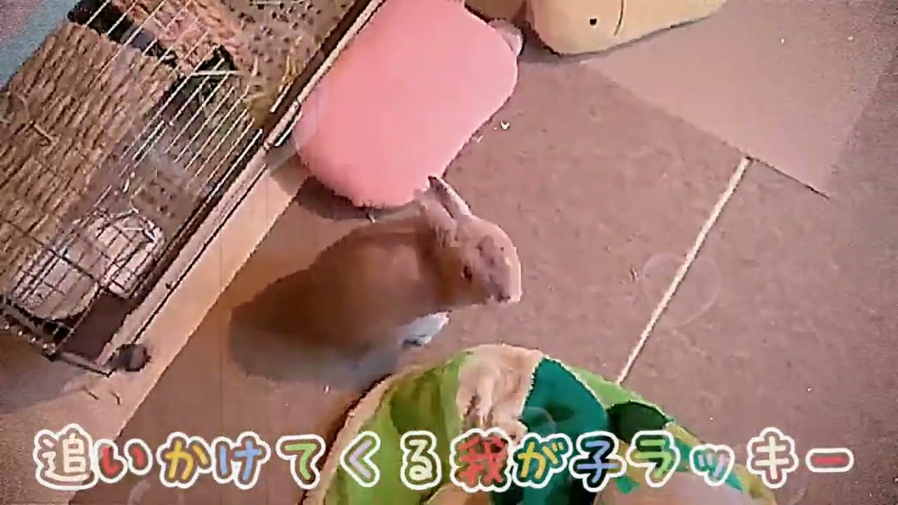 これが懐いてる飼い主大好きなうさぎの姿 - YouTube