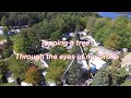 Topping a tree, crane lifting tree. Drone viewing #40