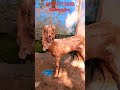 #animals #animal #anime #dog #donkey #goats #westvirginia