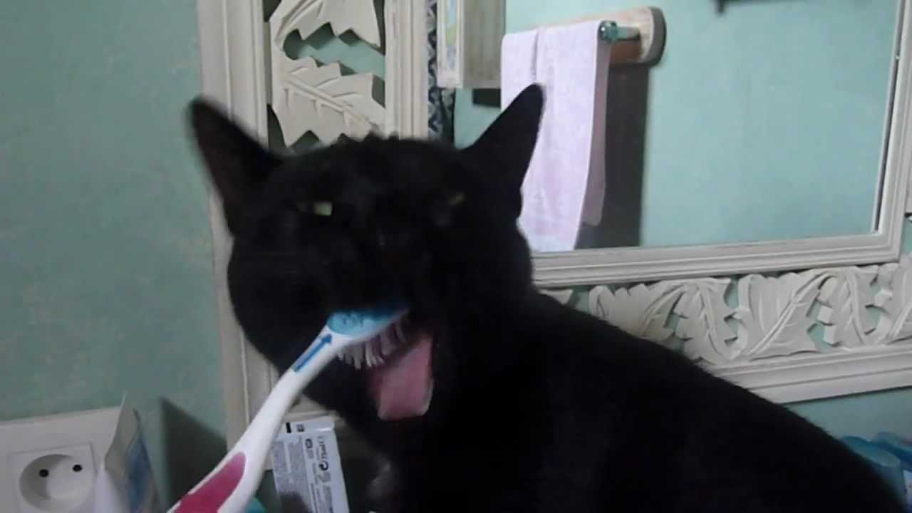 The Cat To Brush The Teeth Chat Qui Se Brosse Les Dents Youtube The Cat To Brush The Teeth Chat Qui Se Brosse Les Dents Youtube