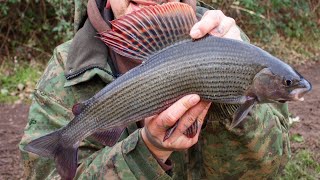 Trotting for monster  3lb+ grayling
