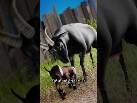 حيلة عجيبة لتبن ي الماعز الصغير اليتيم