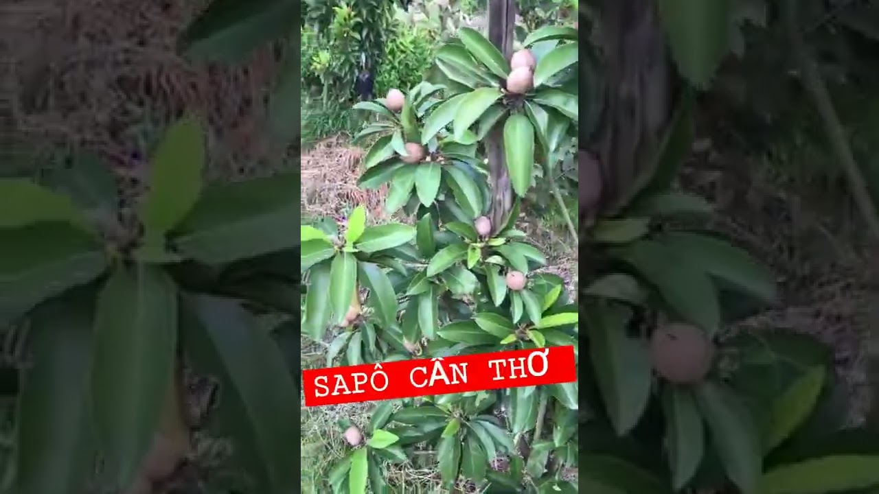 #Shorts sapo cần thơ cây 12 tháng trái xum xuê❤ - youtube