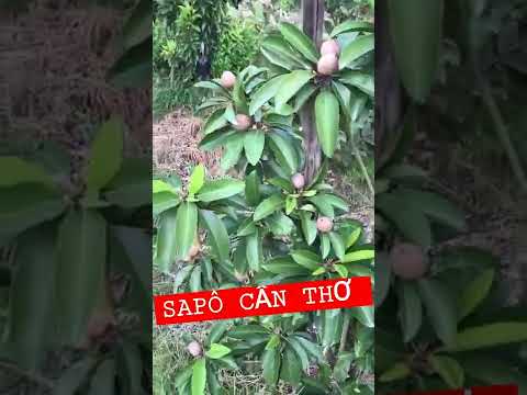 Video #Shorts sapo cần thơ cây 12 tháng trái xum xuê❤ - youtube