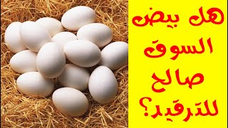 ازاي تختار البيض الصالح للترقيد | ازاي نختار بيض صالح للترقيد لو اشتريناه من السوق؟ مع خبرتنا كاملة