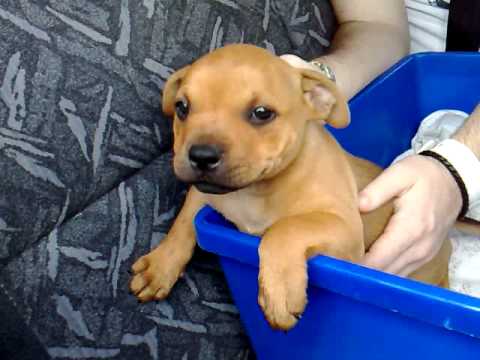 staffy 8 weeks old