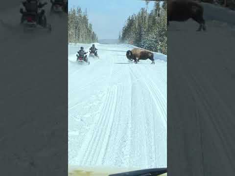 Bison charges at snowmobilers in Yellowstone (as seen from a snow coach) (Part 1 of 3)