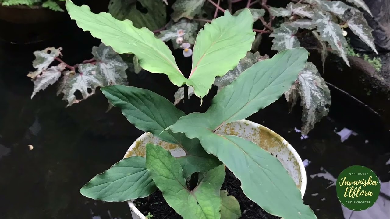 Cyrtosperma hambalii | Plant Identifications | 