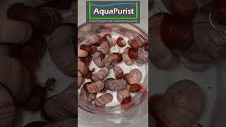 ❤️🐌🤯 Wie kann das sein? Rote PHS sind in gleichen #Aquarien einmal schön &amp; einmal nicht #Shorts