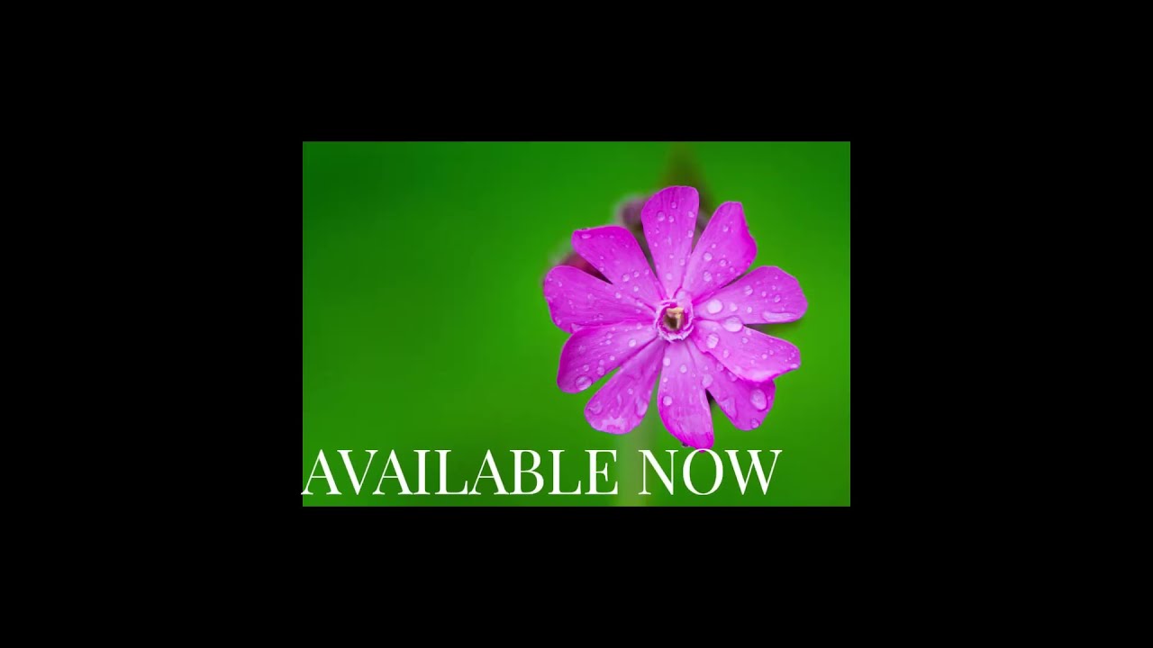 Transform Your Garden With Native Irish Wildflower Seeds The Gardener