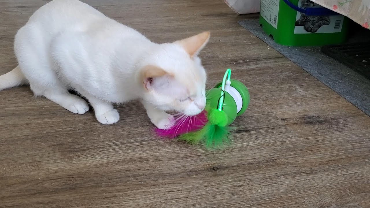 Cats vs Motion Activated Toy Mouse - Interactive Cat Toy - YouTube